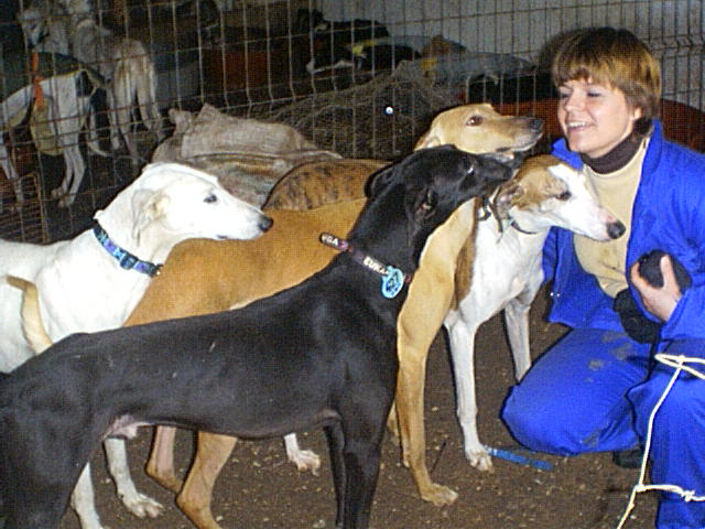 4 Galgos